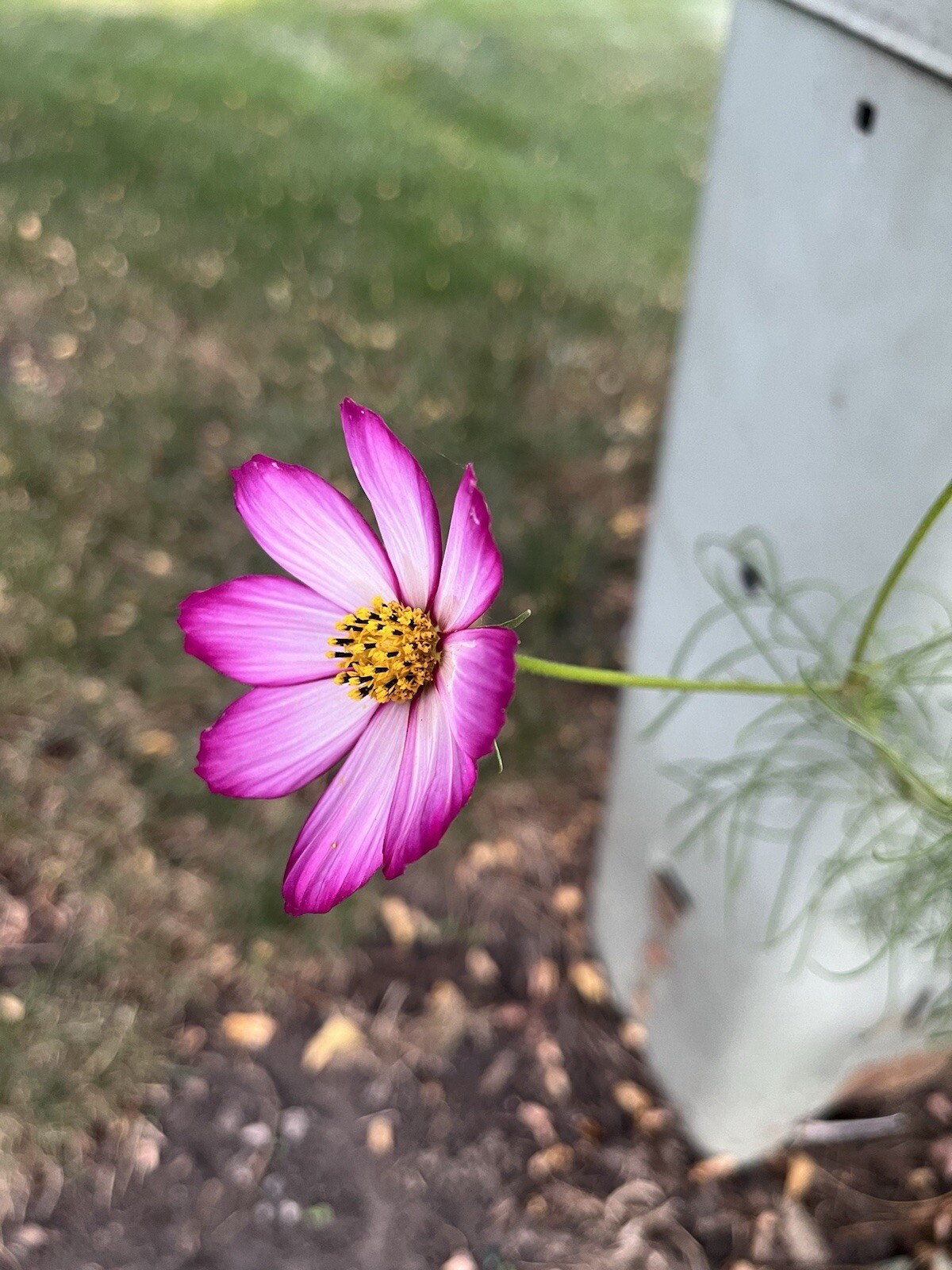 Cosmos