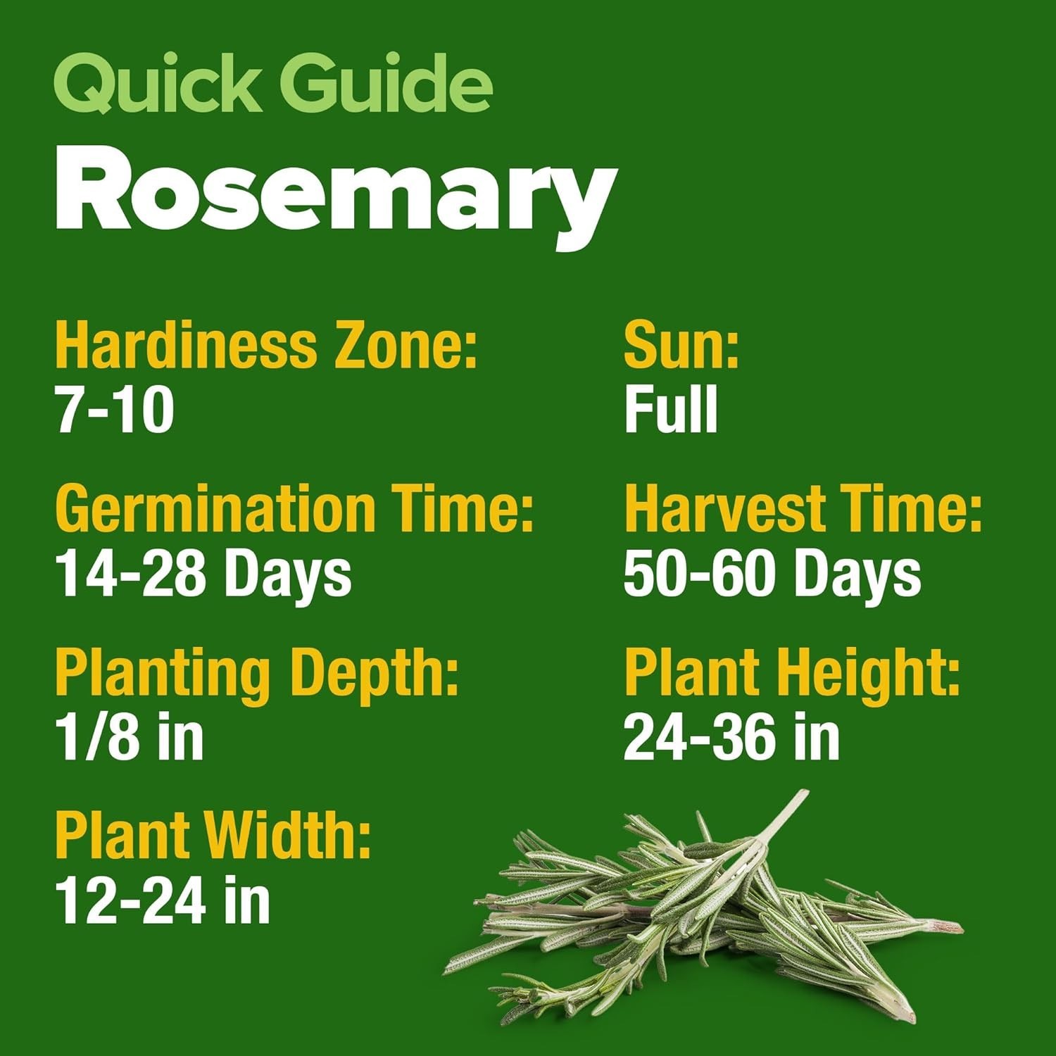 Heirloom Rosemary Seeds Pack – 150 High-Germination Non-GMO Seeds for Gardeners