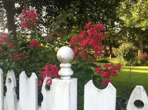 Lagerstroemia indica Red Rooster | Crape Myrtle | 20 Seeds