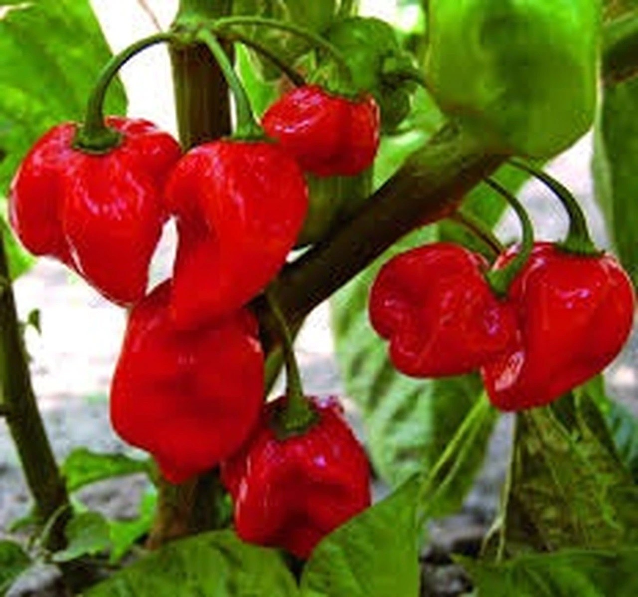 Firestarter Blend Habanero Pepper Blend 10 Seeds Free Shipping!
