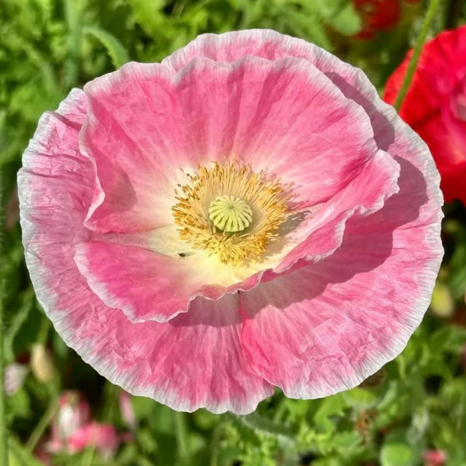 1000 Shirley Poppy Seeds – Pink & White Papaver rhoeas for Garden Zones 3–9