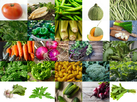 2024 Survival Seeds (12,400+ Seeds) -24 Varieties | Non-GMO Heirloom Vegetables