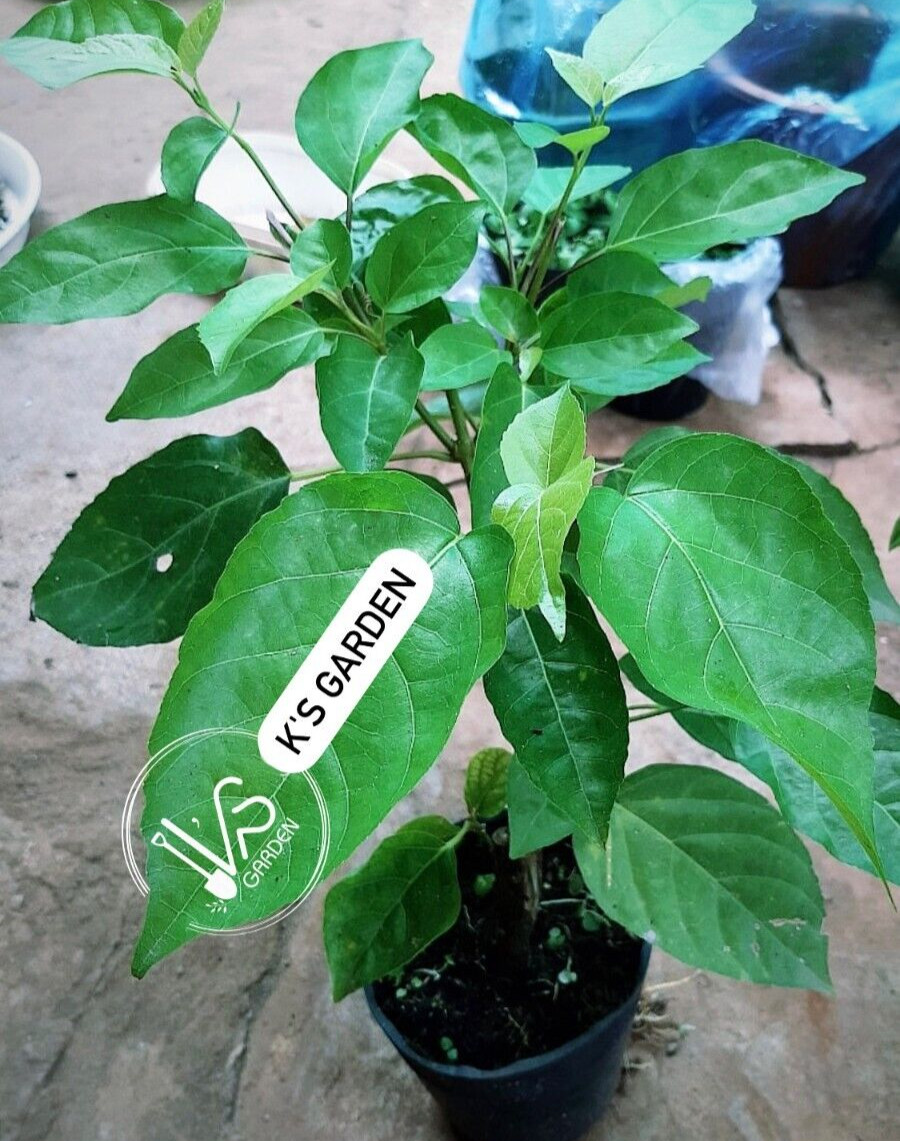 10 PCS PREMNA SERRATIFOLIA SEEDS, HẠT LÁ CÁCH