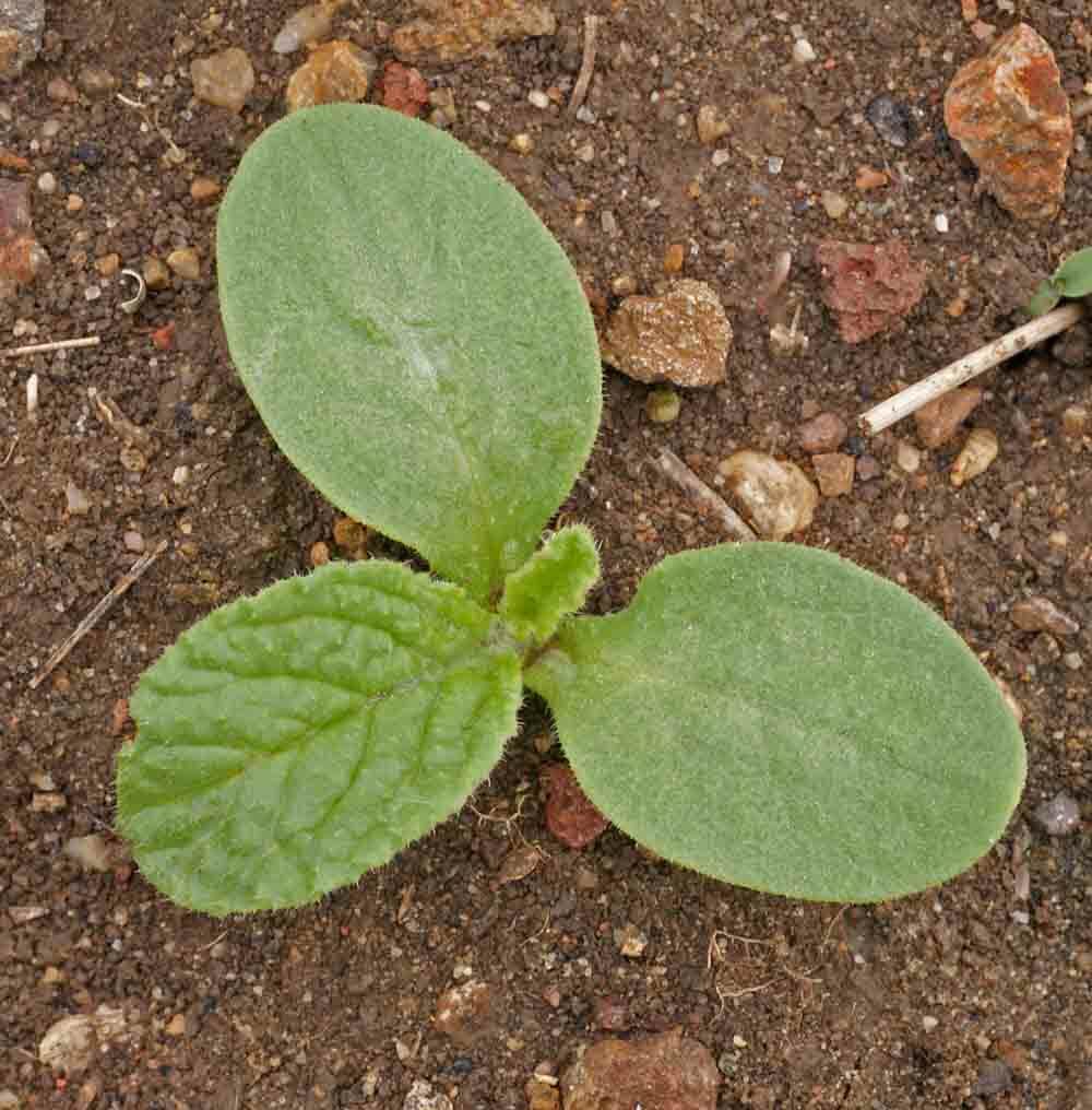 BORAGE Blue Edible Herb Candied Flowers Companion to Tomatoes Non-GMO 100 Seeds