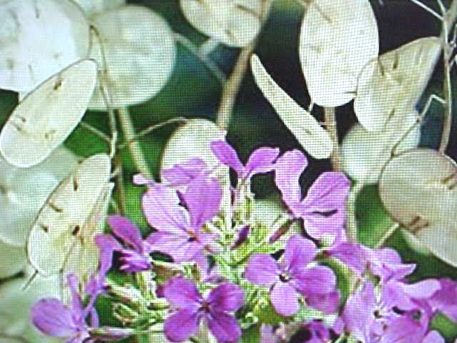 MONEY FLOWER SEEDS (Lunaria Biennis) SHIMMERING SILVER LEAVES & PURPLISH FLOWER