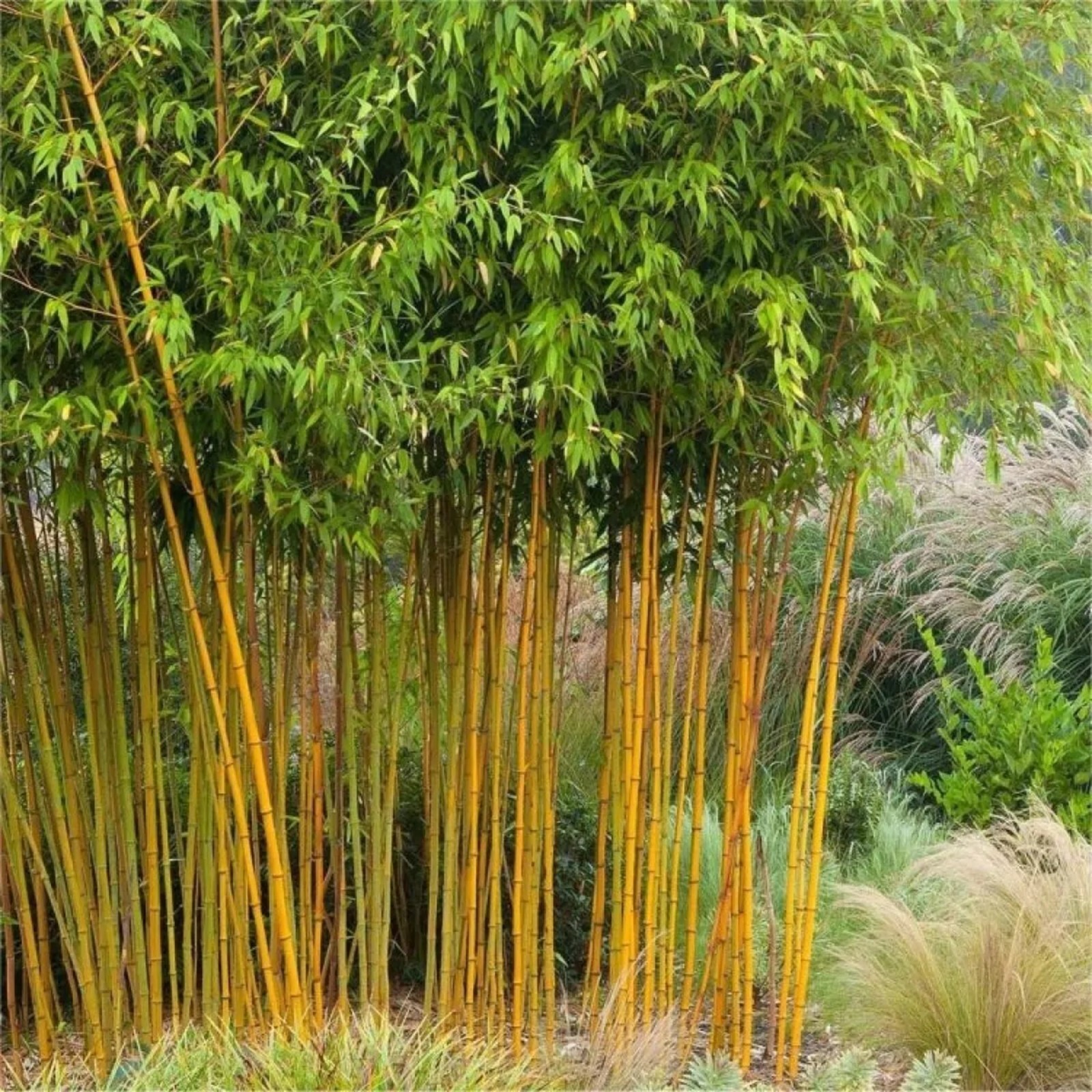 100 Yellow Grove Bamboo Seeds Perennial Ornamental Seed PrivacyUS SELLER