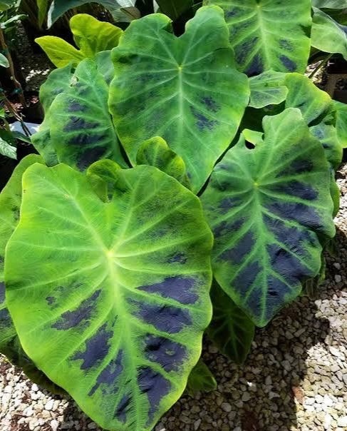 Colocasia Esculenta ‘Wat Bosat’ Seeds ~ Elephant Ear ~Taro~Rare Exotic Plants