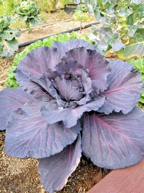 401+RED ACRE Cabbage Seeds Heirloom Spring Fall Vegetable Garden Patio Container