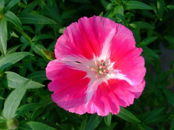 Clarkia amoena | Farewell to Spring | Godetia | 1000 Seeds
