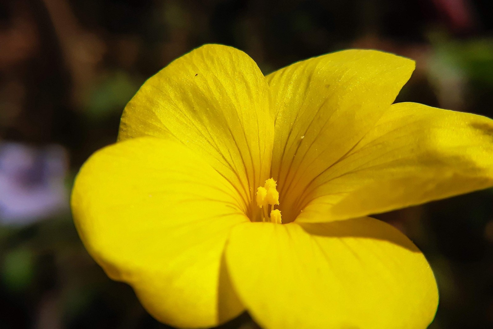 500 Organic GOLDEN FLAX Yellow Linseed Common Linum Flavum Flower Seeds