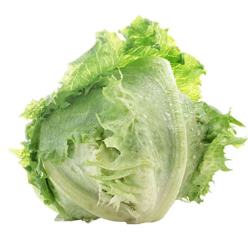 1000+ Iceberg Lettuce Seeds Crisphead Romaine Lettuce Bulk Lettuce seeds USA