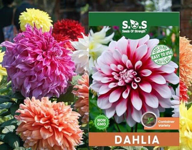 100 pcs Perennial Dahlia Labyrinth Flower Seeds for Planting – Exotic