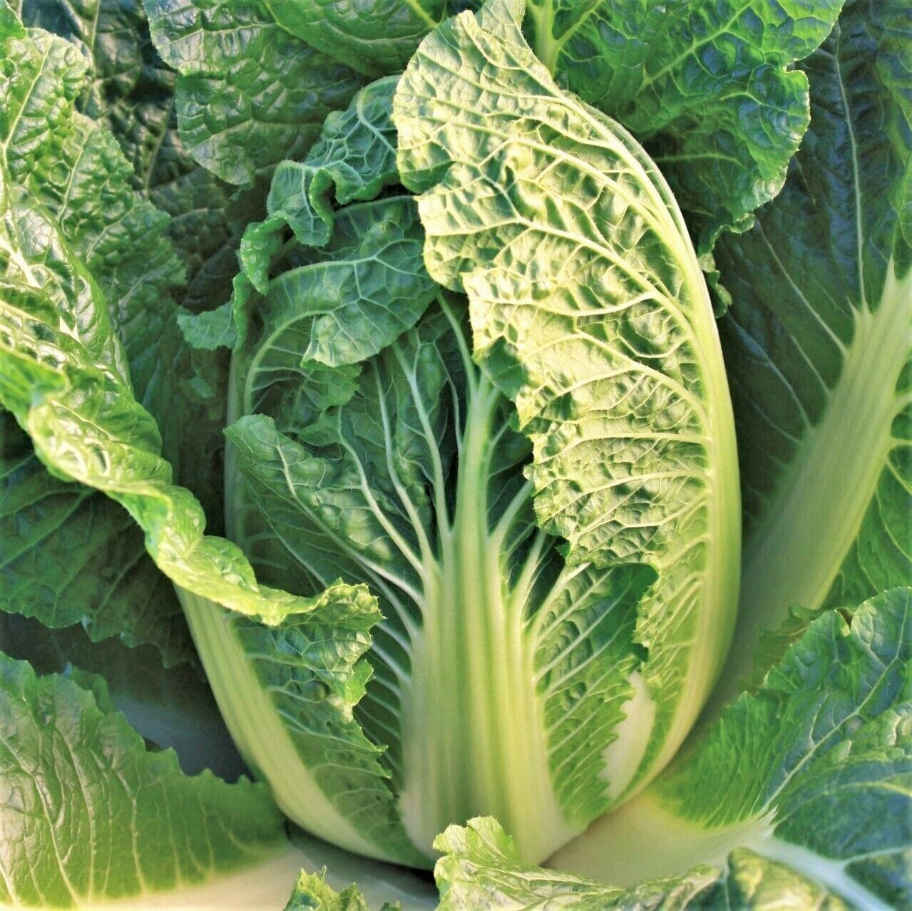 1200+ Kyoto No 3 Japanese Napa Cabbage Seeds – Chinese Lettuce – Bok Choy Asian