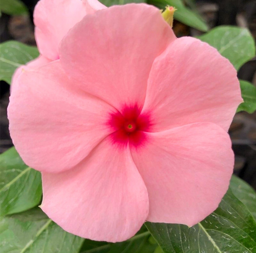 1200 Periwinkle Seeds Madagascar Mix Perennial Flowers – Catharanthus roseus