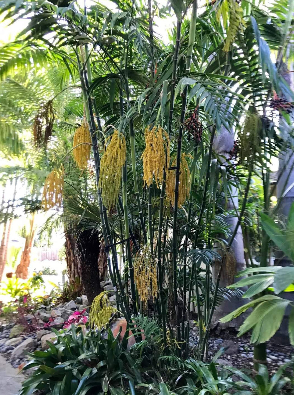 Chamaedorea costaricana BAMBOO PALM – Cold Hardy – Seeds!