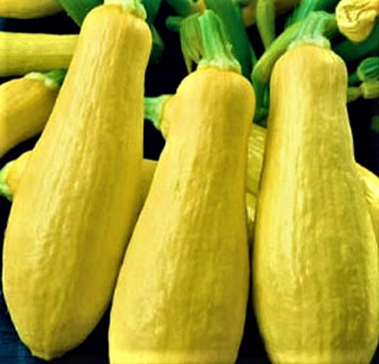 Early Prolific Straightneck Squash 30 SEEDS NON-GMO –BUY 4 ITEMS FREE SHIPPING