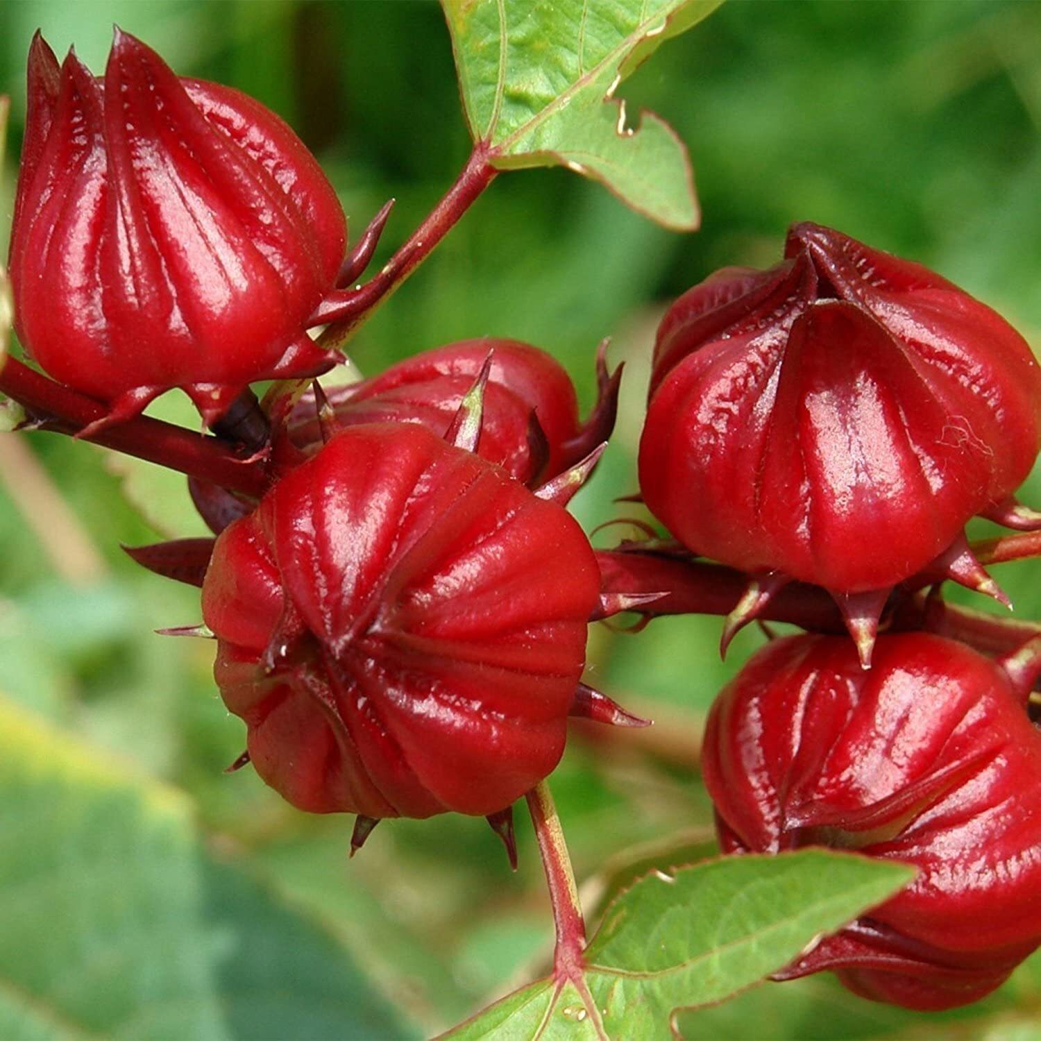 50+ Red Roselle Seeds (Hibiscus sabdariffa) – Asian Sour Leaf – Ships from Iowa,