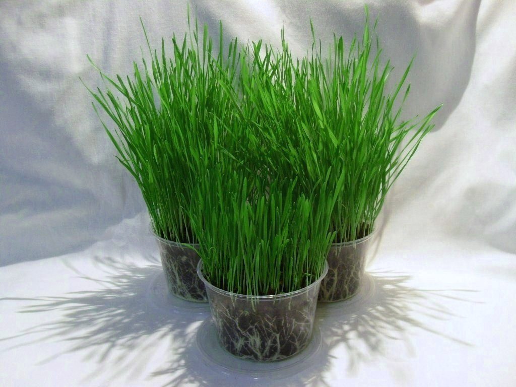 ORGANIC WHEAT GRASS 6000 SEEDS CAT/RABBIT/DOG/BIRD/TURTLE & HUMANS FRESH 2023*