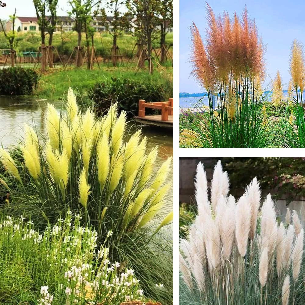 1000+ Mix Pampas Grass Seeds for Planting Cortaderia Selloana Seeds Heirloom Orn