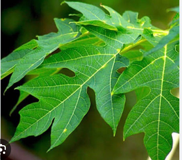 10 Fresh Organic Papaya Leaves hand picked naturally grown (lá Đu Đủ )