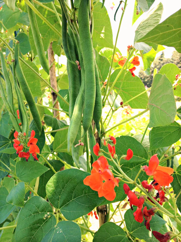 Scarlet Runner Bean Seeds (Pole) | Magic Beans Red Flower Vining Plant Seed 2024