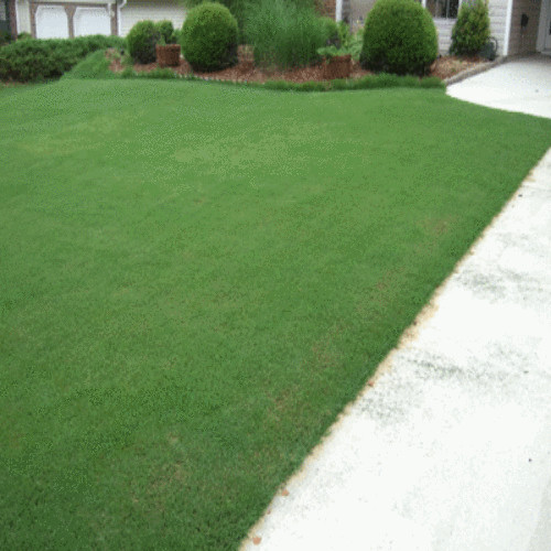 Bermuda Grass Seed, Unhulled, Coated, (5 Lb. Pack), Drought Tolerant Lawn Seed