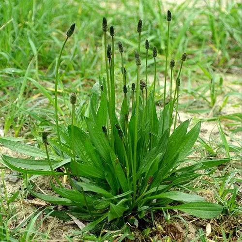 Plantago Lanceolata Narrow leaf Plantain seeds 500+