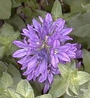 Campanula glomerata superba 1,000 seeds