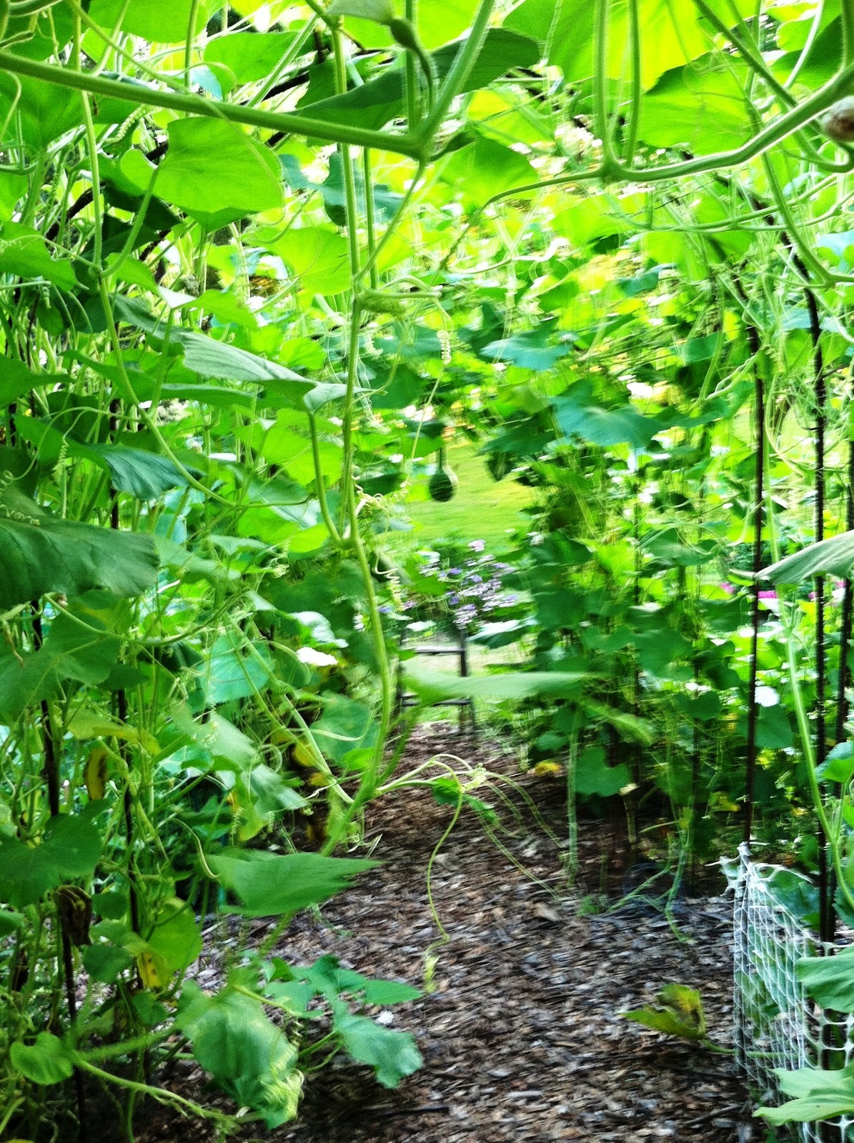 Speckled Swan Gourd Seeds