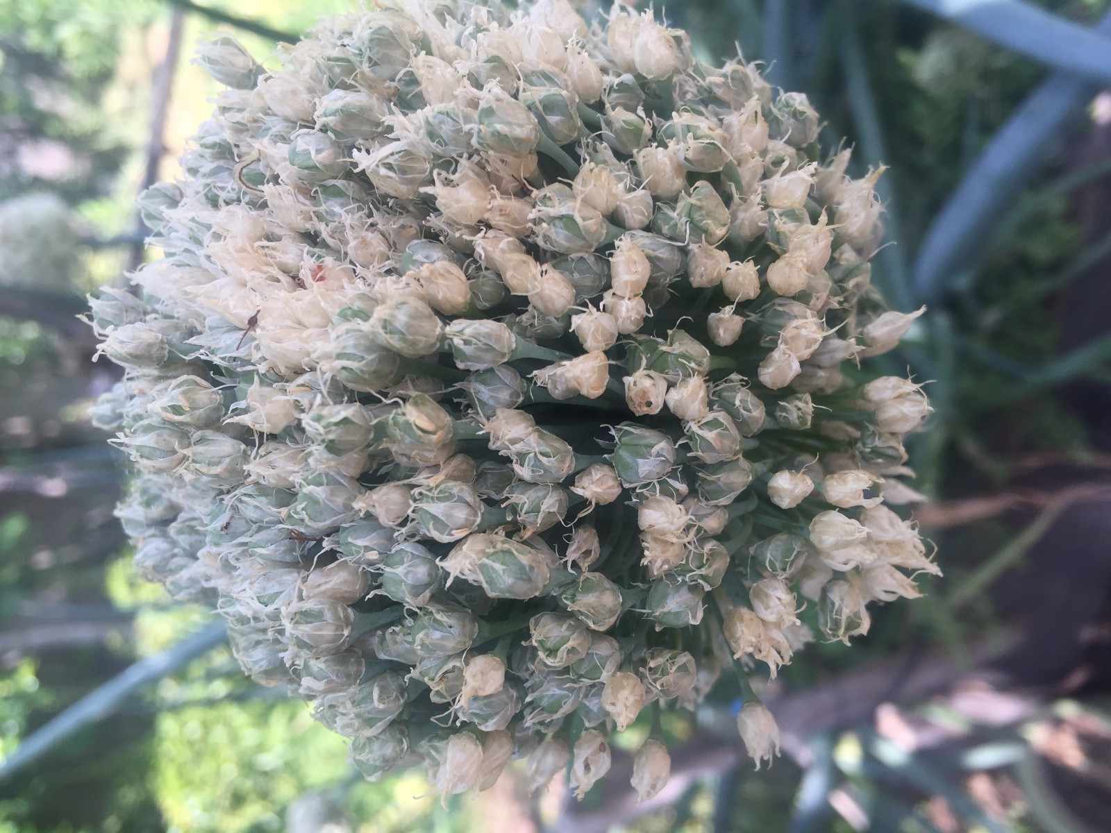 300Pcs Home Grow Organic White Lisbon Onion Bunching Onion, Green Onion Seeds