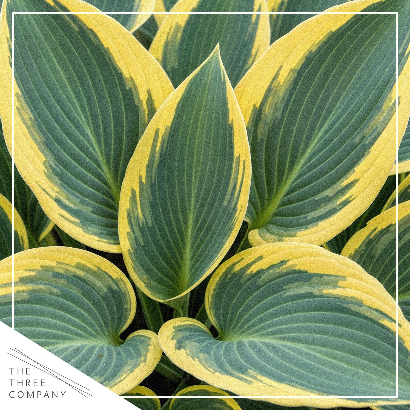 Hosta Plants First Frost Variety, 3 Per Pack, 10″ Tall, 1 Qt Pot
