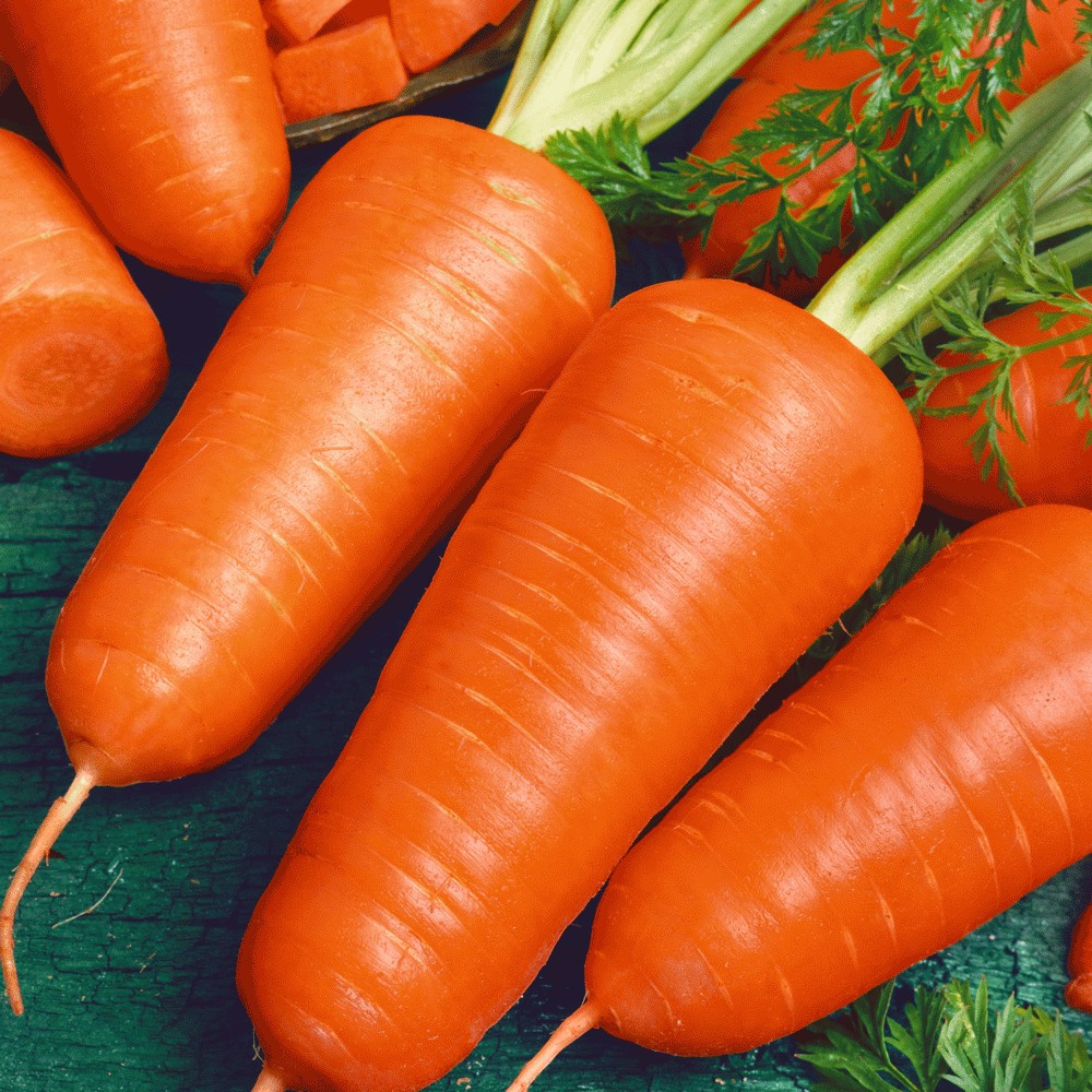 500+ CARROT SEEDS — CHANTENAY RED CORED — ORGANIC — HEIRLOOM — FRESH