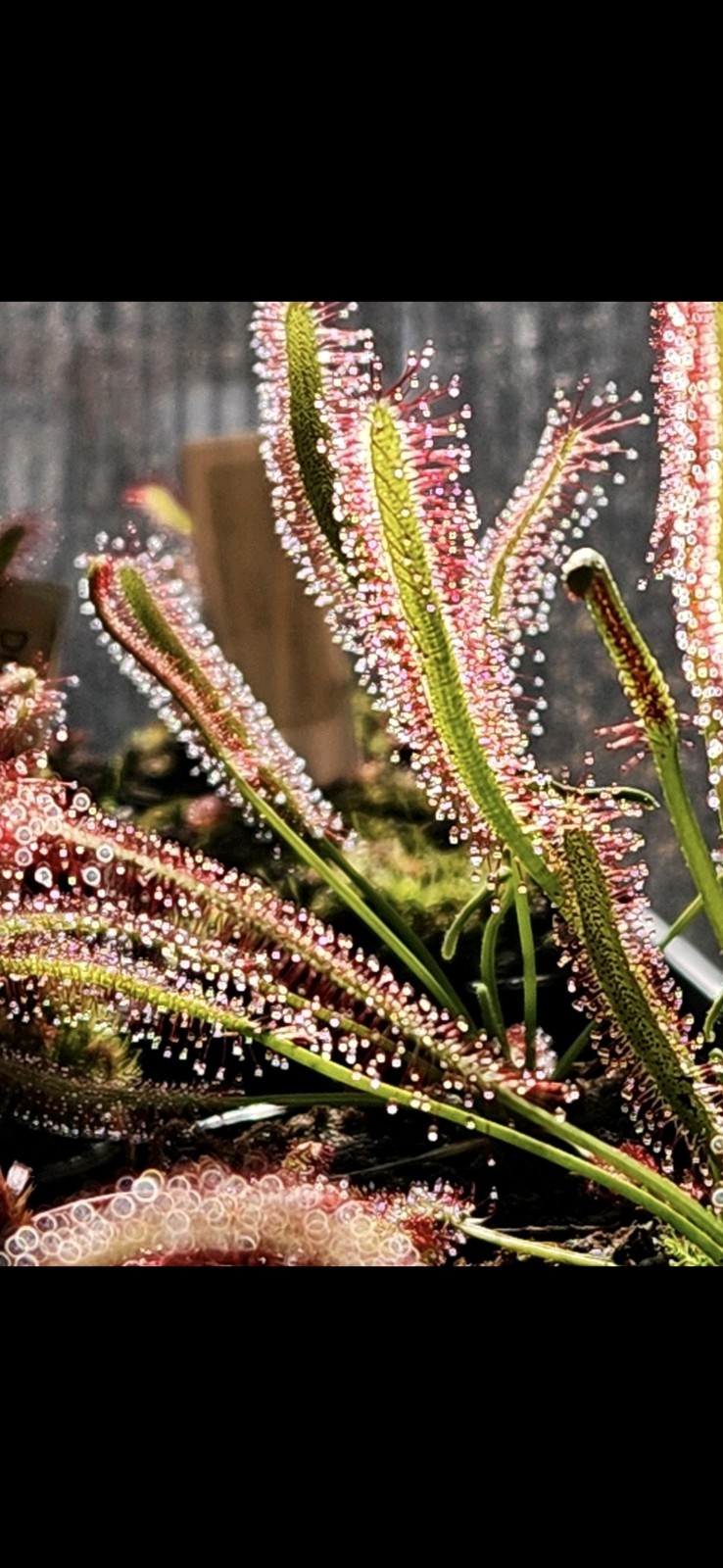 CARNIVOROUS PLANT 2 PACK- LIVE- Drosera Binita, Drosera Capensis (Sundews)