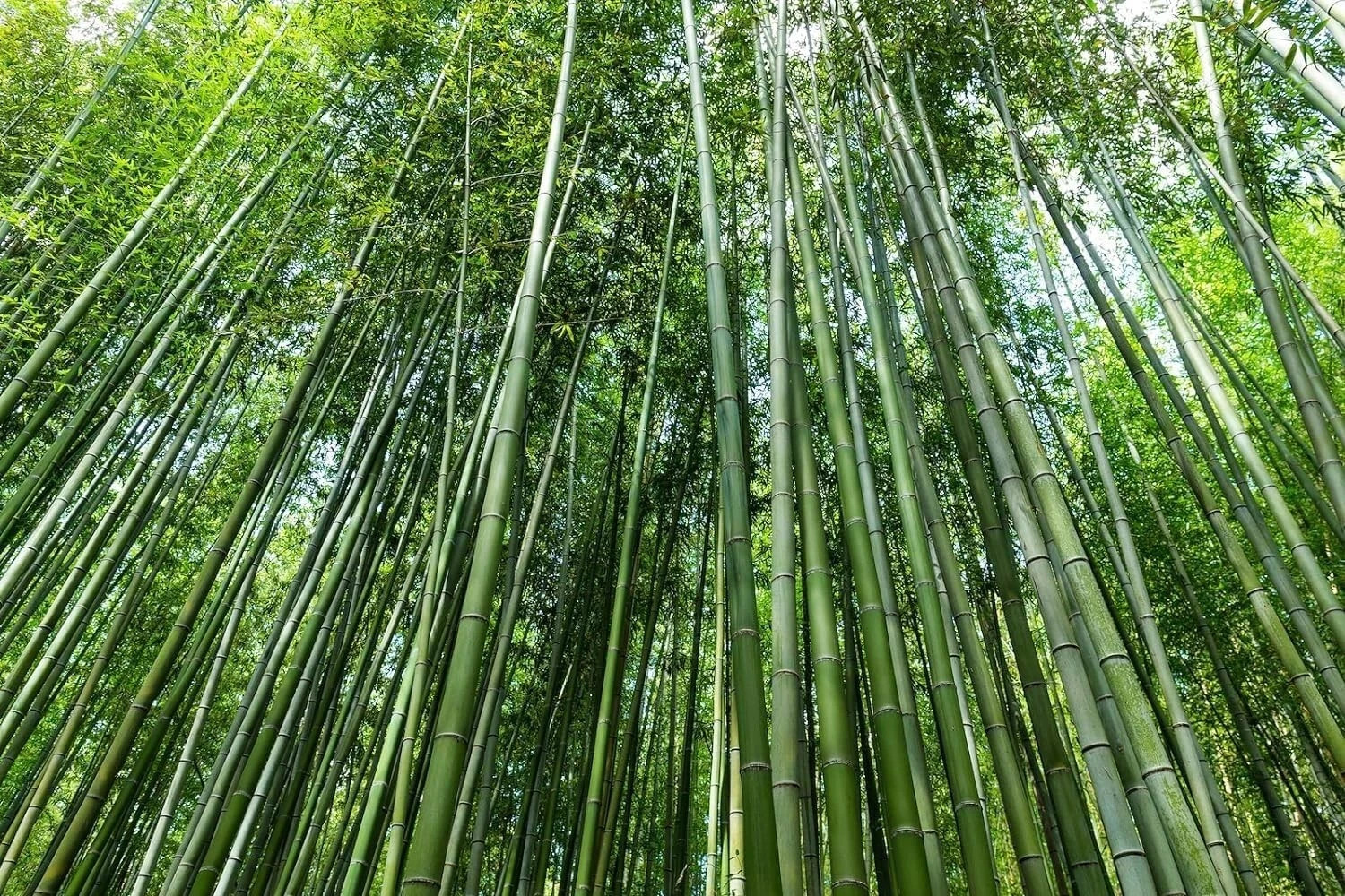 Giant Green Bamboo Seeds for Planting – 100 Bamboo Seeds Fast Growing