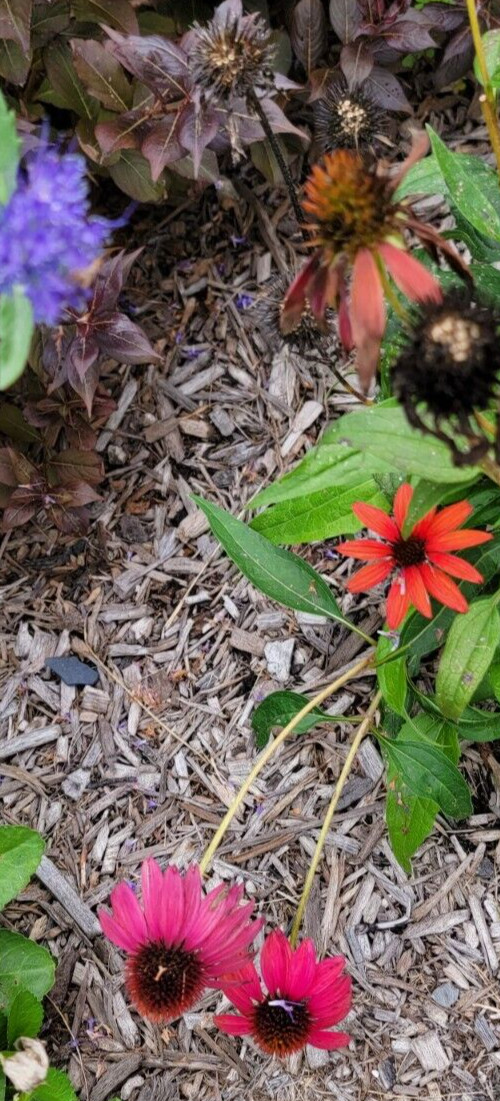 100 SEEDS CHEYENNE SPIRIT CONEFLOWER Echinacea in Orange Red Yellow Purple Pink
