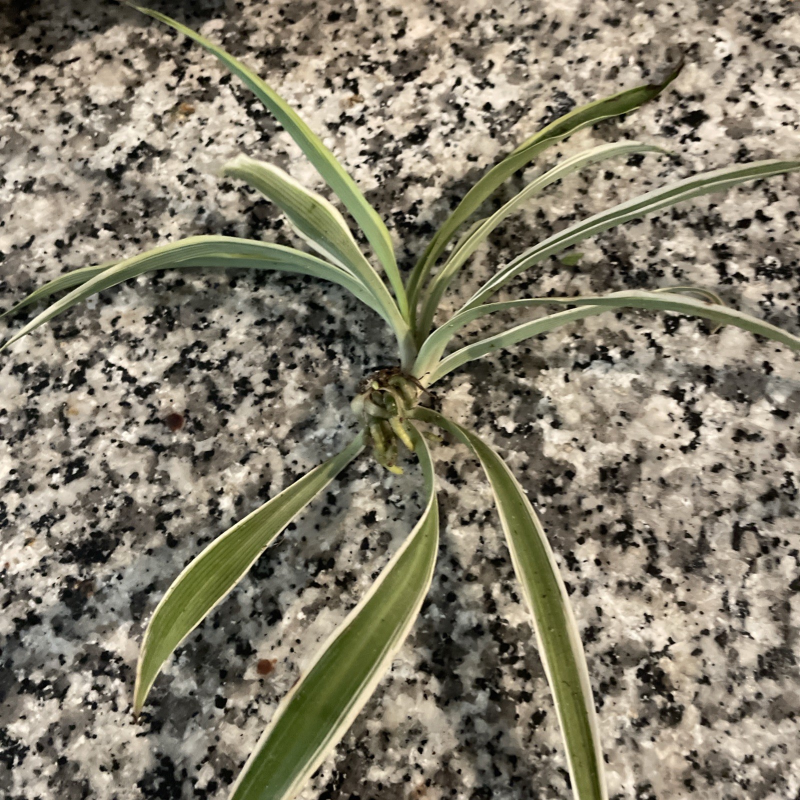 3 Spider Plants Cut Rooted Live Plants – Indoor Air Purifying Houseplants