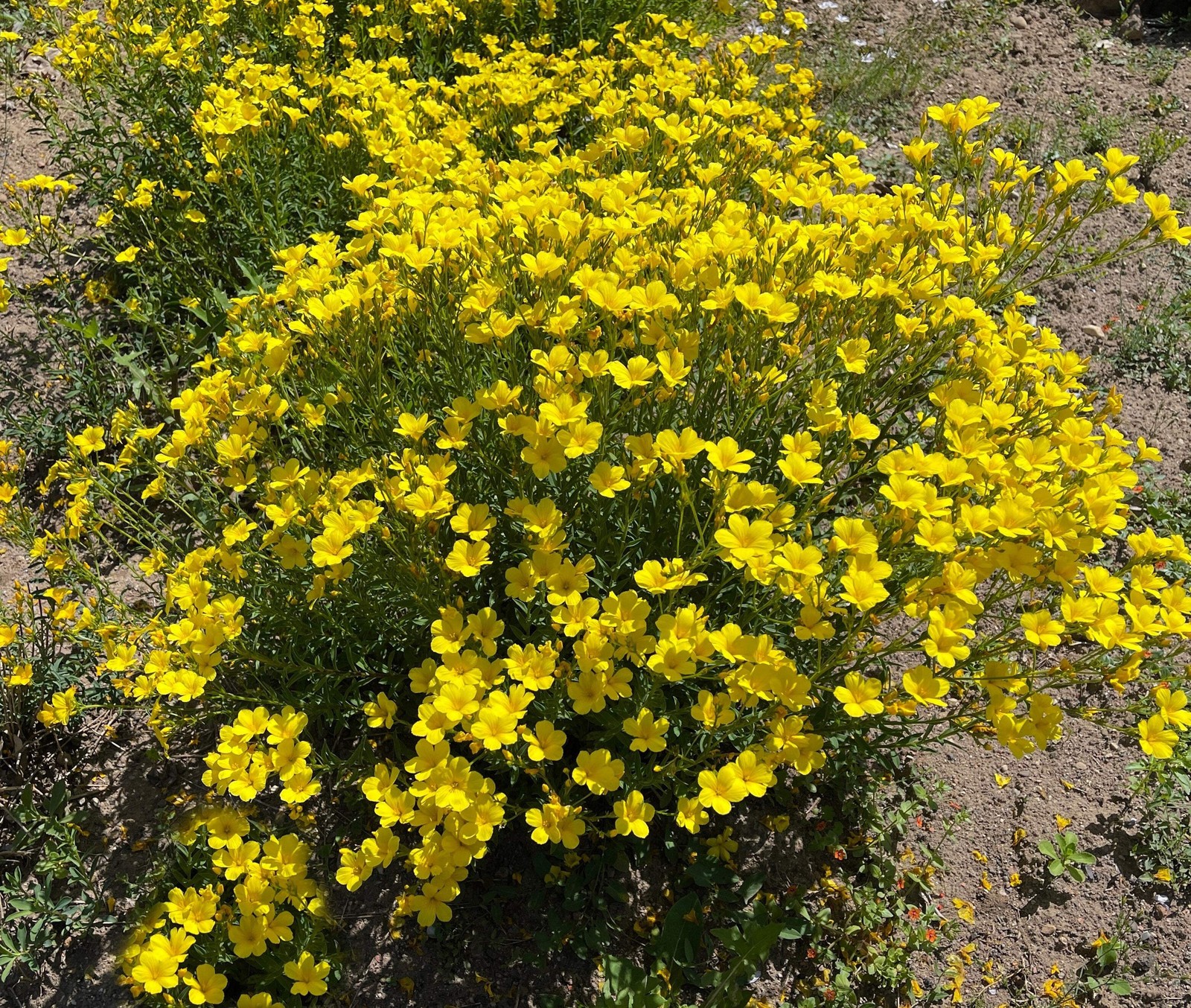 500 Organic GOLDEN FLAX Yellow Linseed Common Linum Flavum Flower Seeds