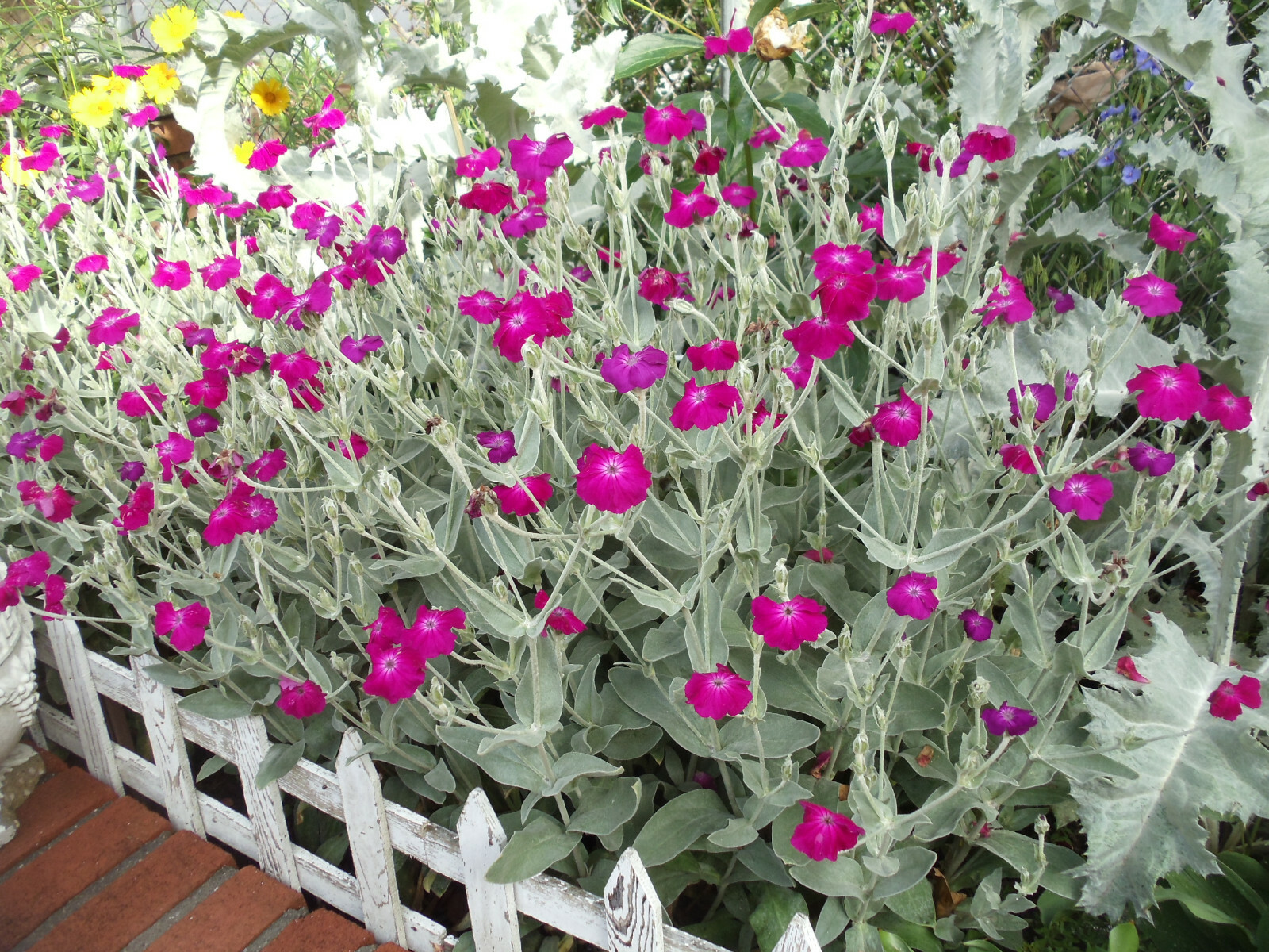 Purple-Rose Campion Perennial Vibrant Deep Color & Constant Flowering~120 Seeds