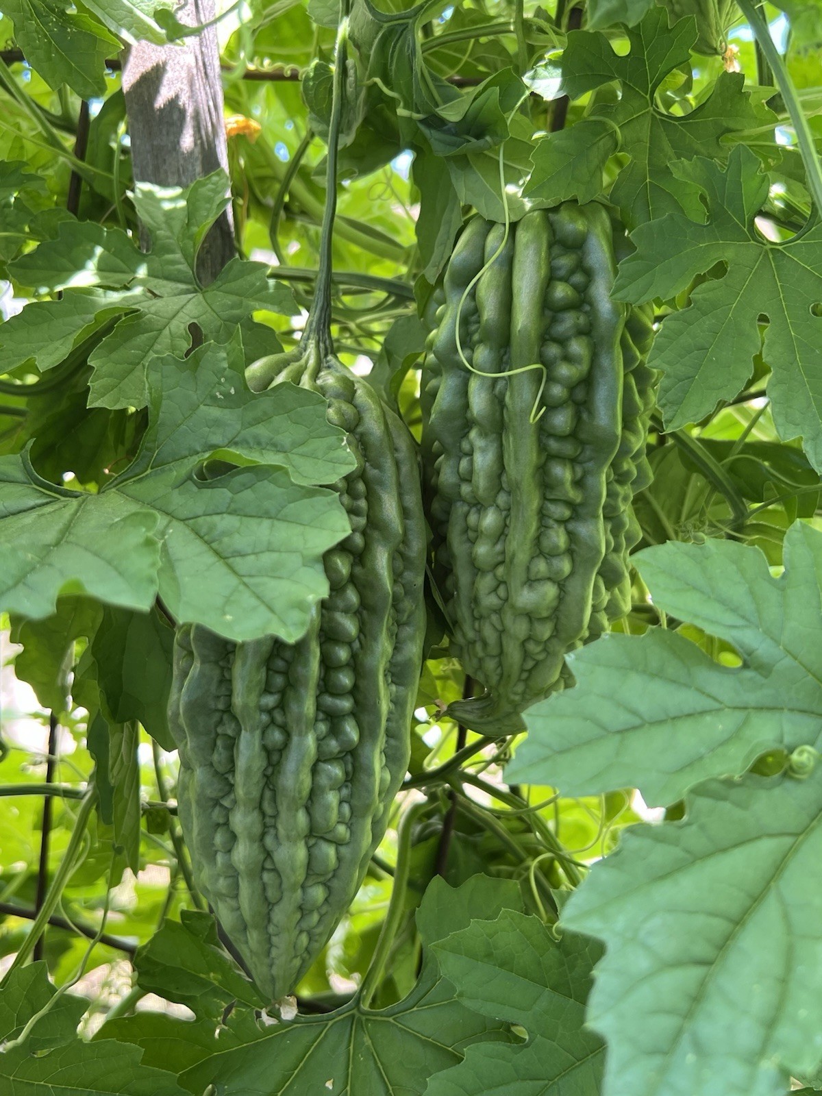 2 Pot Bitter Melon Plant Starter Live Plant Ready To Plant