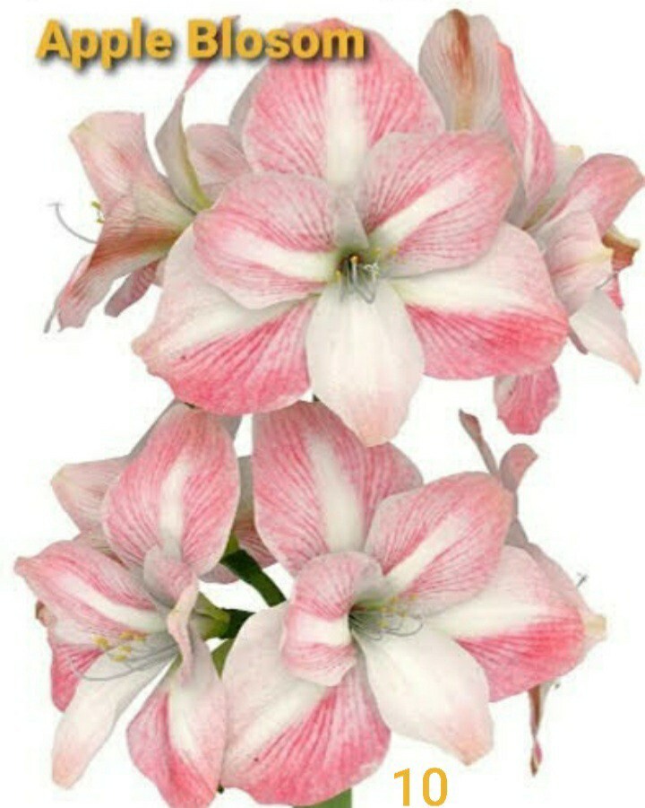 bulbos de Amaryllis ..Lirios O Azucenas