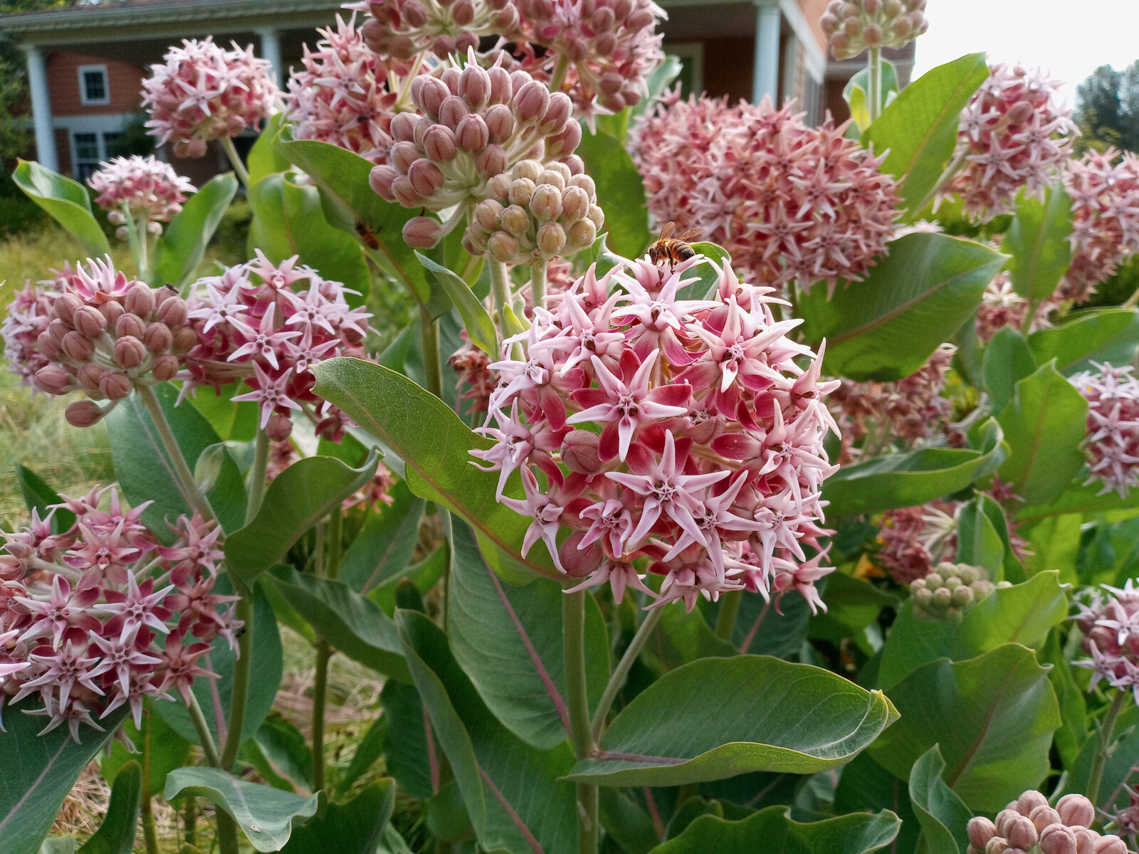 75+ SHOWY MILKWEED BUTTERFLY WEED SEEDS FRESH FOR YOUR FLOWER GARDENS