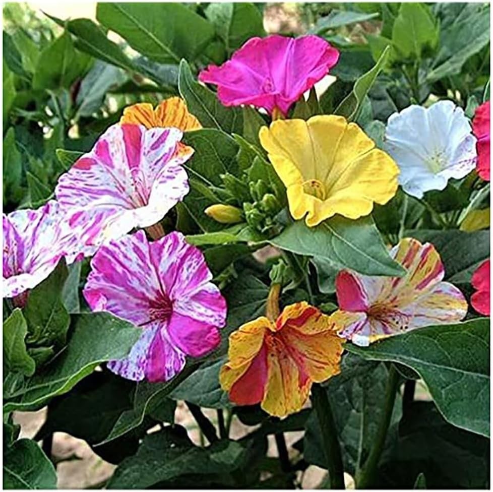 80 Multi-Color Four O’Clock Flower Seeds – Vibrant Perennials for Summer Blooms