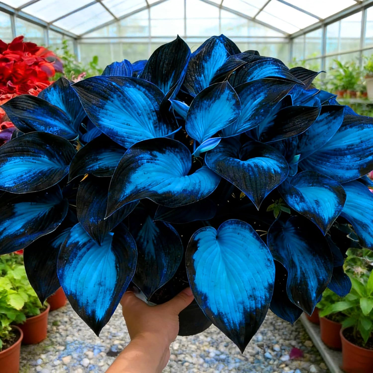 Hosta Seeds for Planting, 290+Pcs Rare Perennial Hosta Flower Seeds Plants, Non-