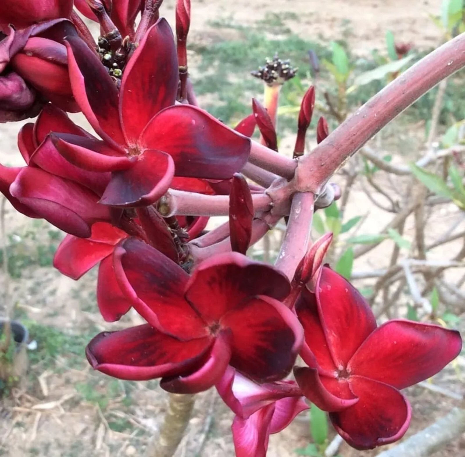 5 Red Plumeria Seeds Perennial Flowers Flower Frangipani Seed US SELL