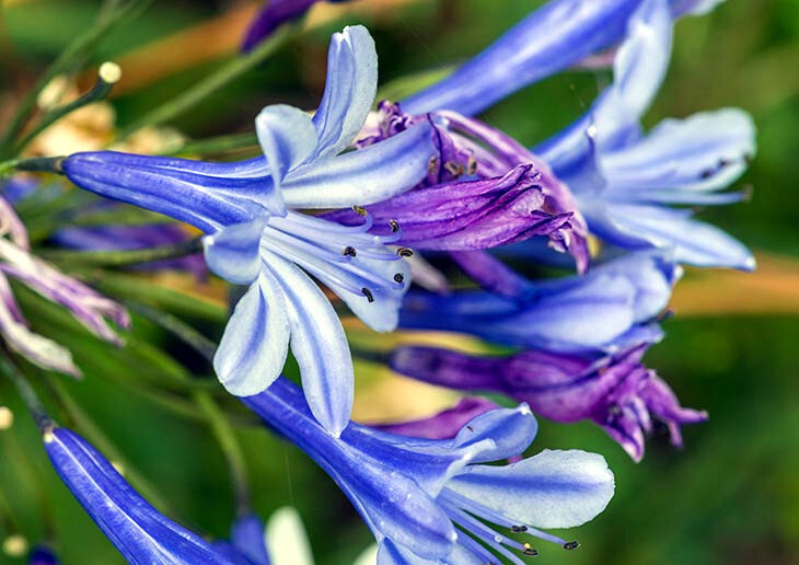 25 Dwarf Blue Lily of The Nile Flower Seeds Agapanthus “Peter Pan” House Plant