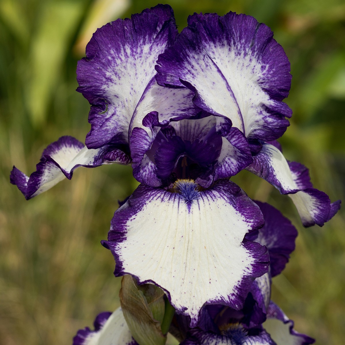 **FOOTLOOSE** Tall Bearded Iris. Pre-Order, Combined Shipping: Jul – Sep