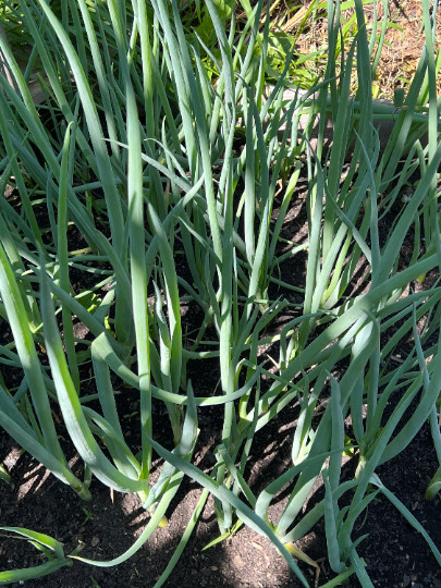 Perennial 25 White welch onion seeds zone 4-9 zone 3-9