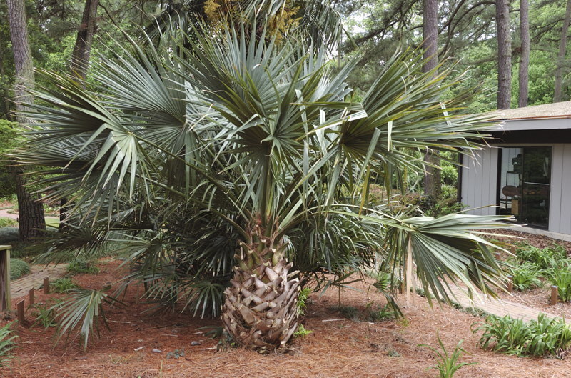Sabal Birmingham COLD HARDY BIRMINGHAM PALMETTO Seeds!