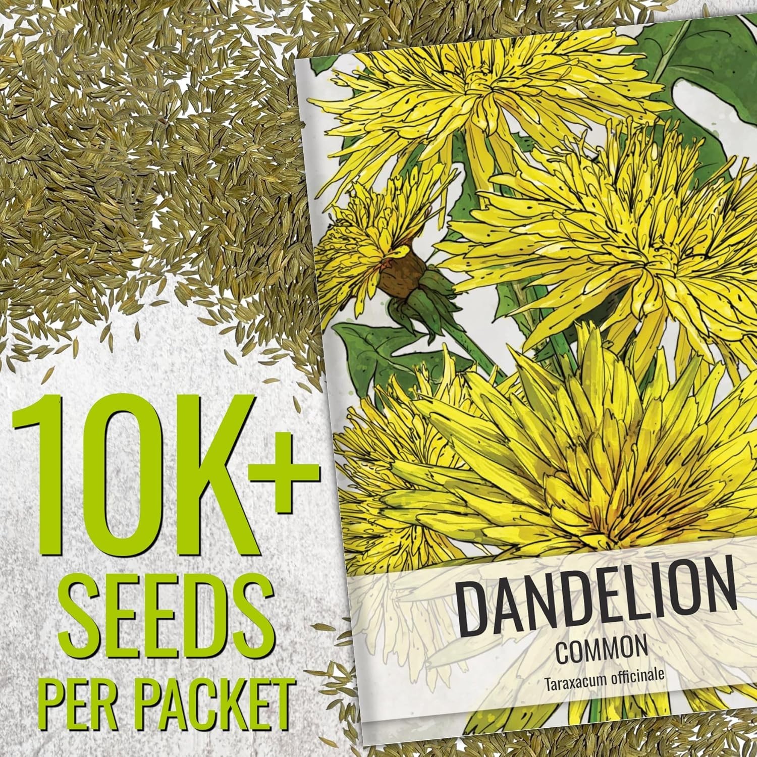 Dandelion Seeds for Planting Fresh Herbs | 10,000+ Untreated Seeds Non GMO He…
