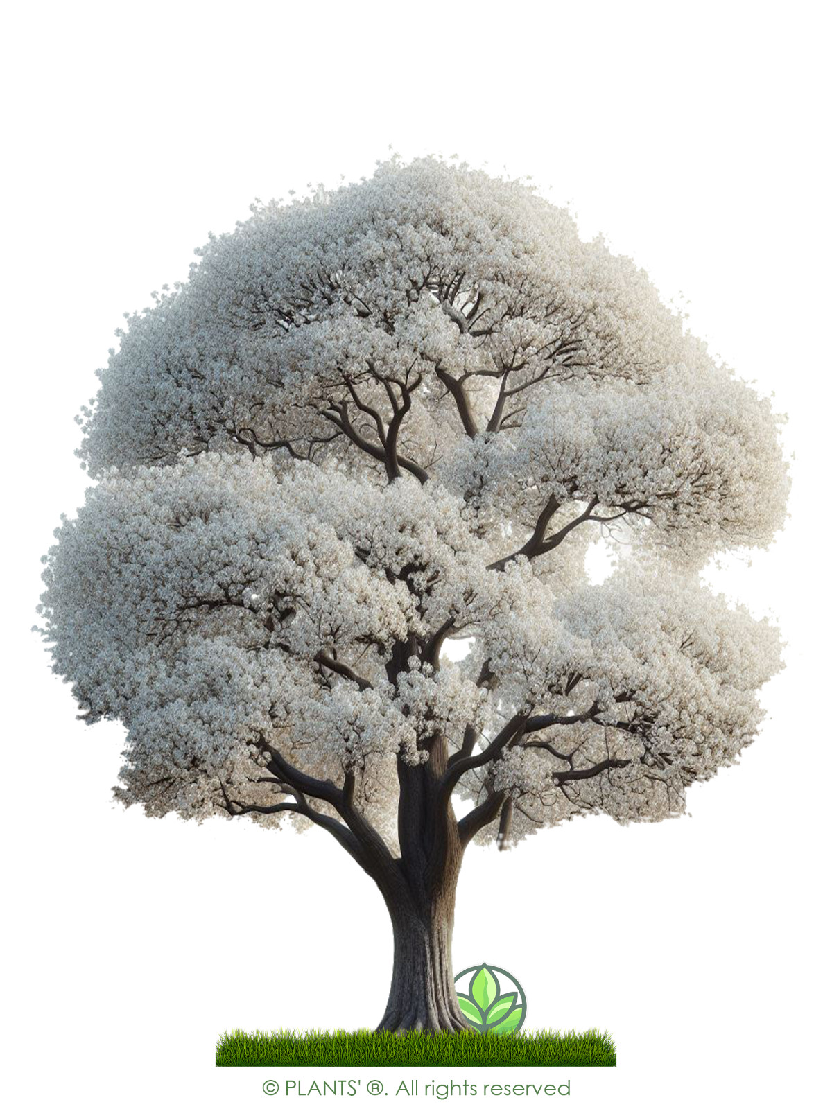 Asian Pear Flowering Tree | Premium Seeds | Pyrus pyrifolia ‘Spring’ | Plants’®